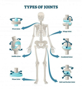 foods for strong joints